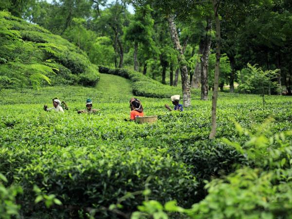 Bangladesh small group tour, 15 days