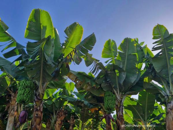 Learn Spanish in Tenerife