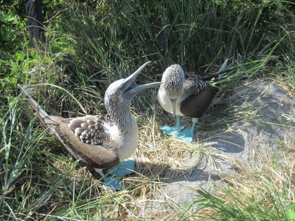 Galapagos adventure vacation