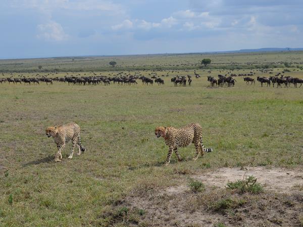Kenya guided wildlife vacation
