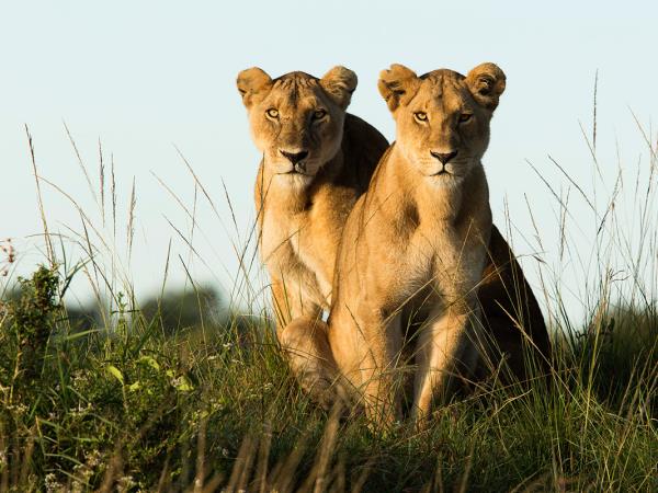 Kenya guided wildlife vacation