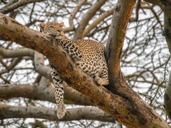 Kenya guided wildlife vacation