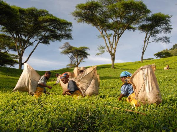 Malawi self drive holiday