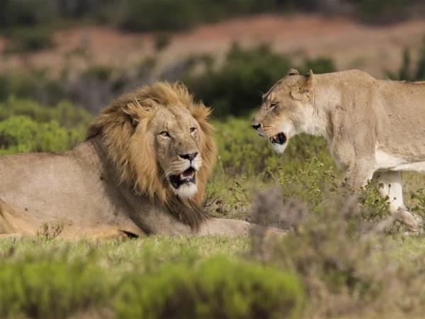 South Africa vacation