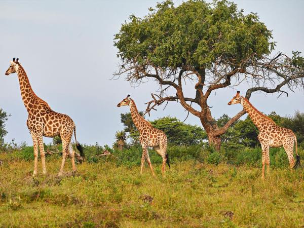 Kwa Zulu Natal self drive vacation