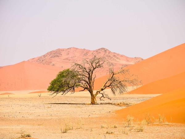 Namibia self drive vacation, big cat conservation