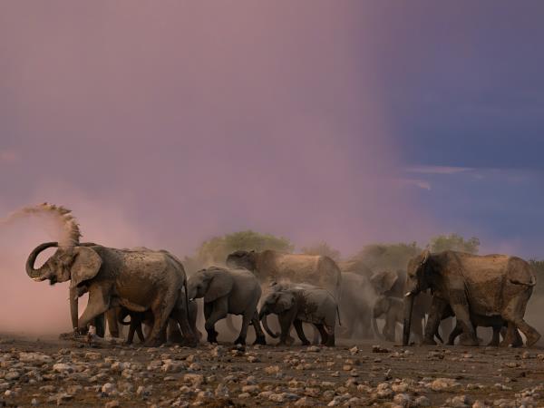 Namibia self drive vacation, big cat conservation