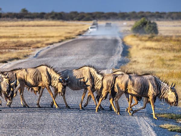 Namibia self drive vacation, big cat conservation