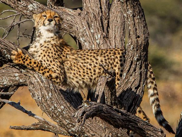 Namibia self drive vacation, big cat conservation