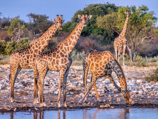 Namibia self drive and Botswana vacation