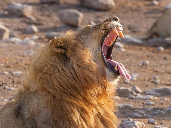 Namibia self drive and Botswana vacation