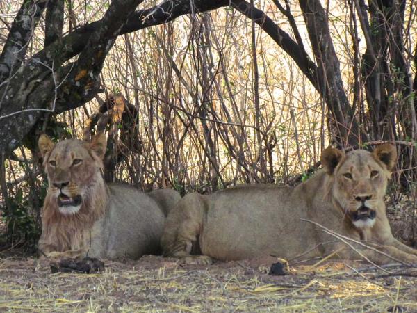 Zimbabwe tailor made vacation