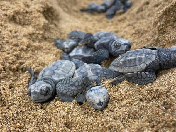 Turtle conservation in Greece