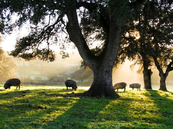 Extremadura cycling vacation, Spain