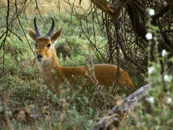 Uganda and Tanzania luxury safari 