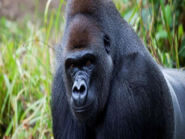 Uganda and Tanzania luxury safari 