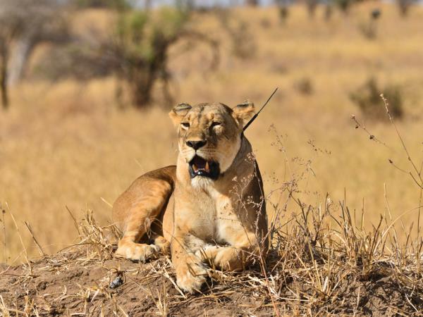 Uganda and Tanzania luxury safari 