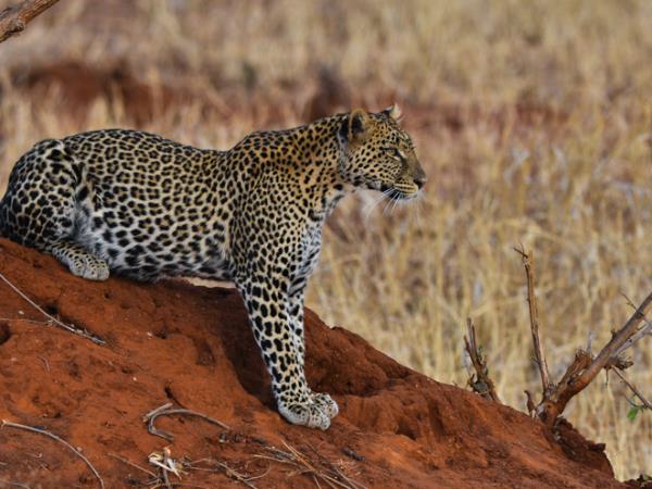 Uganda and Tanzania luxury safari 