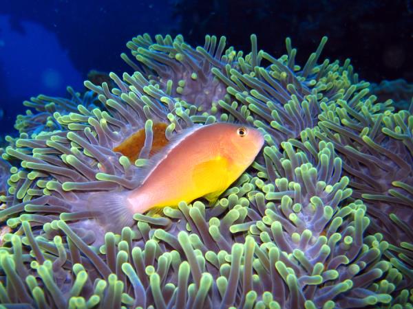 South Africa marine conservation diving vacation