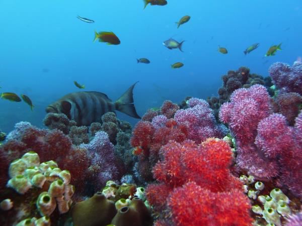 South Africa marine conservation diving vacation