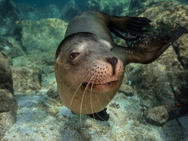 Baja wildlife vacation in Mexico