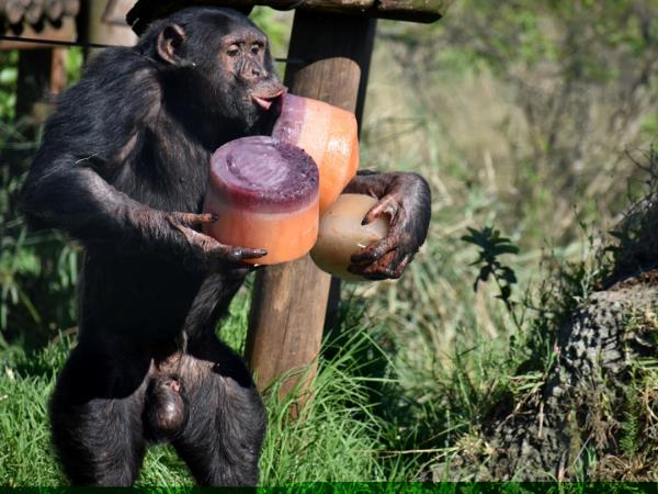 Volunteer with chimpanzees, South Africa