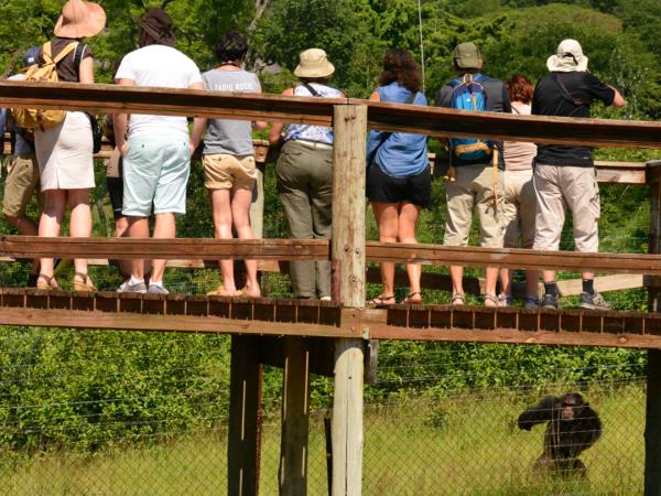 Volunteer with chimpanzees, South Africa
