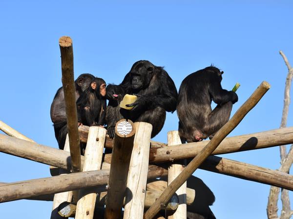 Volunteer with chimpanzees, South Africa