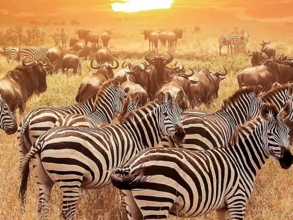 Best of Tanzania tailor made vacation