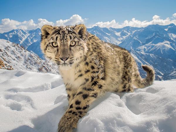 Ladakh snow leopards & festivals photography tour 