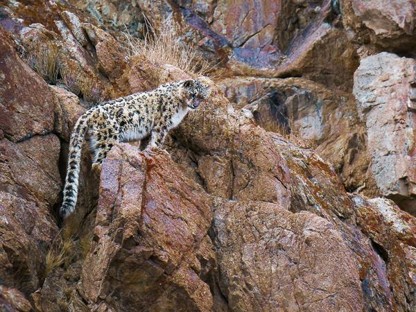 Ladakh snow leopards & festivals photography tour 