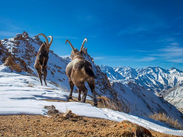 Ladakh snow leopards & festivals photography tour 