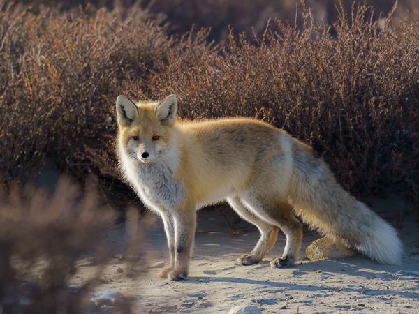 Ladakh snow leopards & festivals photography tour 
