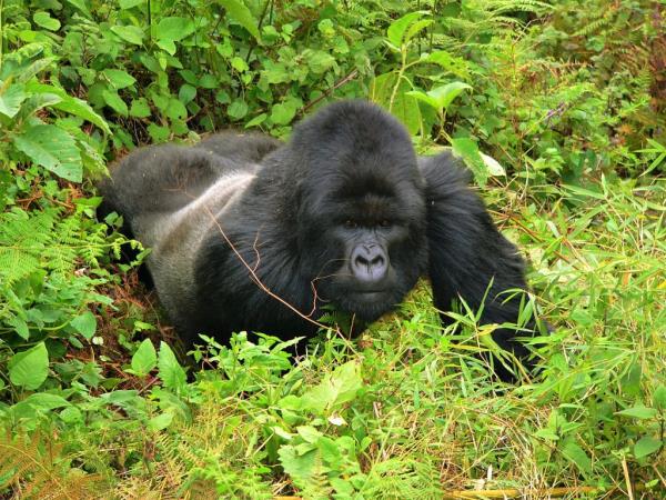 Rwanda and Tanzania tailor made vacation