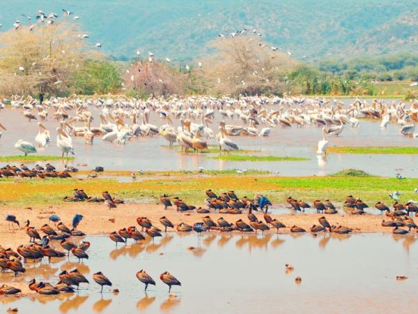 Rwanda and Tanzania tailor made vacation