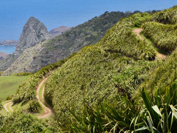 Saint Helena nature and culture tour