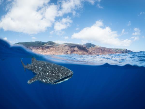 Saint Helena nature and culture tour