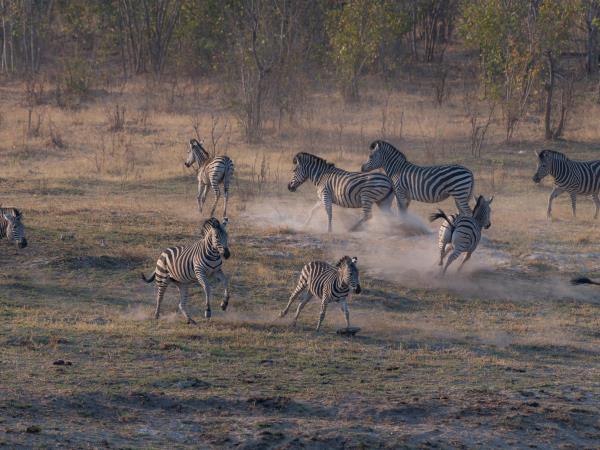 Hwange NP safari and rail vacation, Zimbabwe