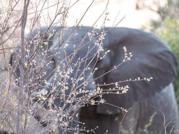 Hwange NP safari and rail vacation, Zimbabwe