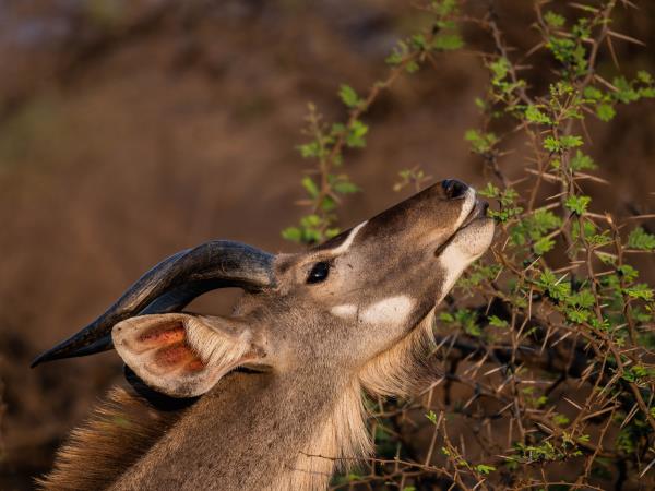 Hwange NP safari and rail vacation, Zimbabwe