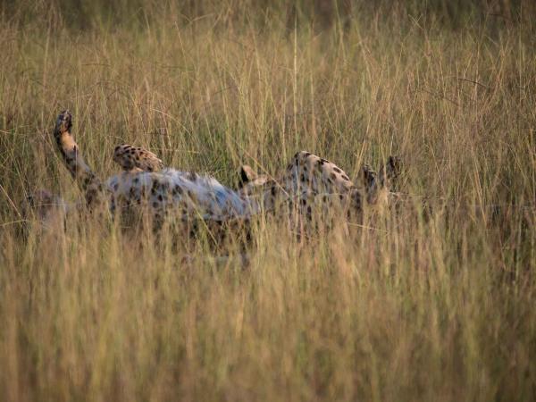 Hwange NP safari and rail vacation, Zimbabwe