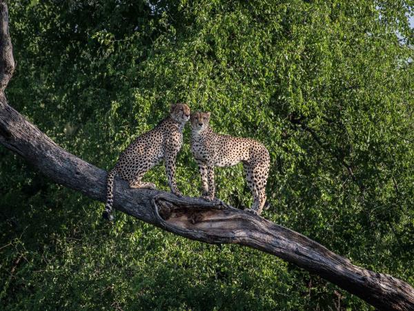 Hwange NP safari and rail vacation, Zimbabwe