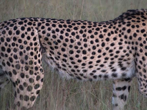 Hwange NP safari and rail vacation, Zimbabwe