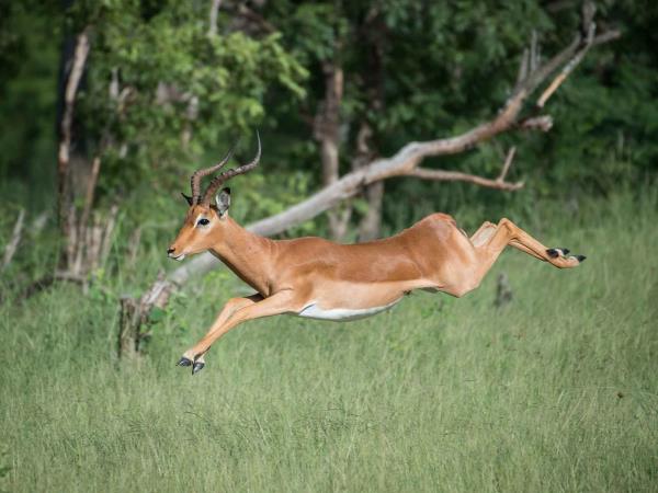 Hwange NP safari and rail vacation, Zimbabwe