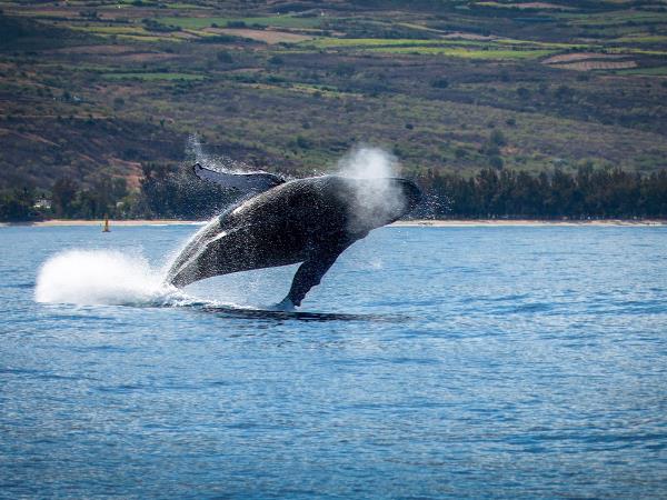 Rodrigues and Mauritius luxury tour