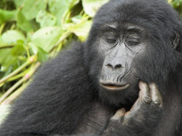 OO Kenya, Uganda and Rwanda 2 week tour