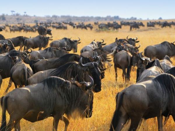 OO Kenya, Uganda and Rwanda 2 week tour