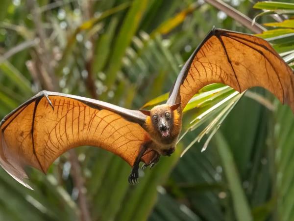 Borneo river and jungle wildlife adventure