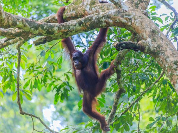 Borneo river and jungle wildlife adventure