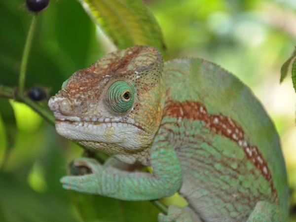 Eastern Madagascar small group tour